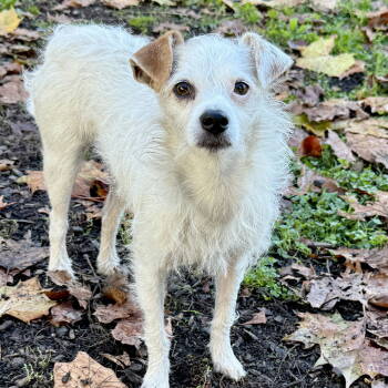 Rescue Terrier Dogs for Adoption in Oakland, California - Danny | PetCurious