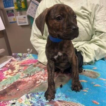 Mixed Breed Dogs Available for Adoption in Knoxville, Tennessee - Cheeseburger | PetCurious