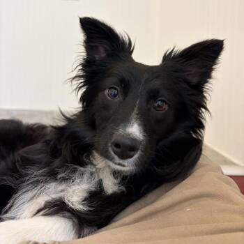 Lemon -  Australian Shepherd Dog for Adoption in Concord, New Hampshire - Lemon | PetCurious