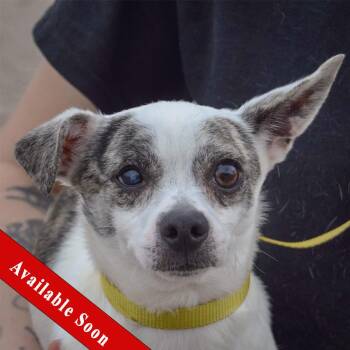 Chihuahua and Italian Greyhound Dogs Available for Adoption in Huntley, Illinois - Kitia | PetCurious