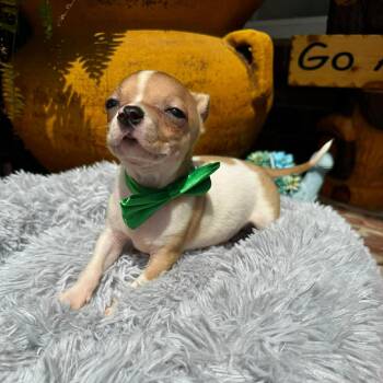 Chihuahua Dogs Available for Adoption in Justin, Texas - Skipper  | PetCurious