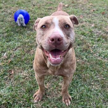 Rescue Mixed Breed Dogs for Adoption in Sylvania, Georgia - Juliet | PetCurious