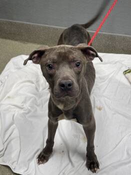 Rescue Pit Bull Terrier Dogs for Adoption in Las Vegas, Nevada - TOMBSTONE | PetCurious