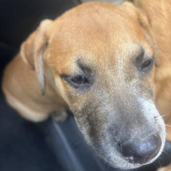 Caiden -  Retriever and Pit Bull Terrier Dog for Adoption in Birmingham, Alabama - Caiden | PetCurious