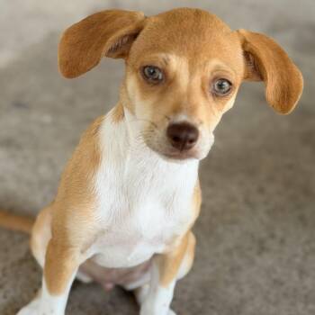 Baby -  Chihuahua and Terrier Dog for Adoption in Harlingen, Texas - Baby | PetCurious