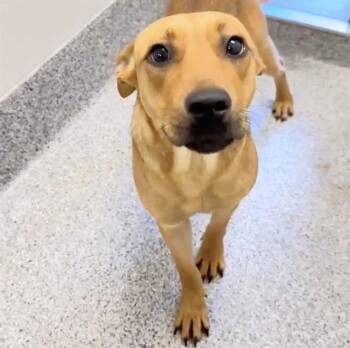 Rhodesian Ridgeback Dogs Available for Adoption in Houston, Texas - DAISY | PetCurious