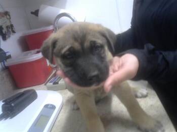 German Shepherd Dog and Mixed Breed Dogs Available for Adoption - PEPPIN | PetCurious