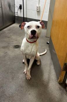ROCKY -  Pit Bull Terrier Dog for Adoption - ROCKY | PetCurious