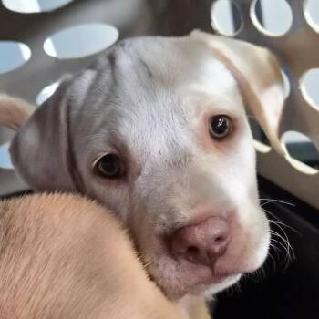 Bingo -  Terrier Dog for Adoption in Montgomery, Alabama - Bingo | PetCurious