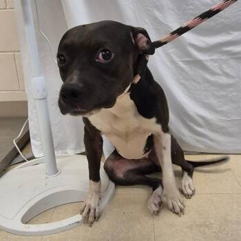 Moonpie -  Mixed Breed Dog for Adoption in Lake Panasoffkee, Florida - Moonpie | PetCurious