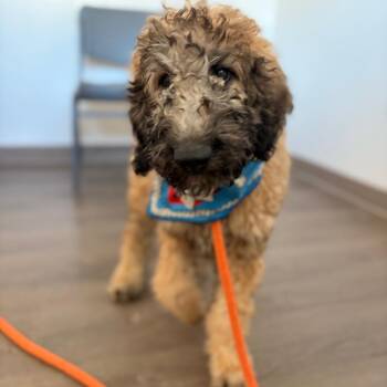 Leah -  Mixed Breed Dog for Adoption in Spokane, Washington - Leah | PetCurious