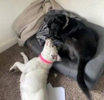 Pit Bull Terrier and Mixed Breed Dogs Available for Adoption - LILO | PetCurious