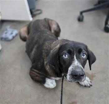 Mixed Breed Dogs Available for Adoption in Dallas, Texas - GUMMIE | PetCurious