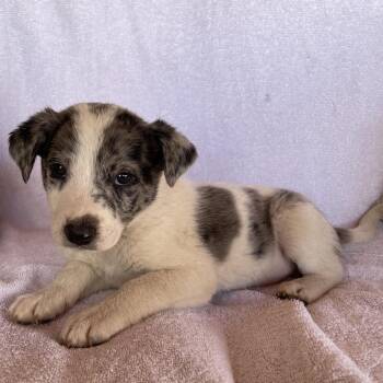 Roger -  Catahoula Leopard Dog Dog for Adoption in Tucson, Arizona - Roger | PetCurious