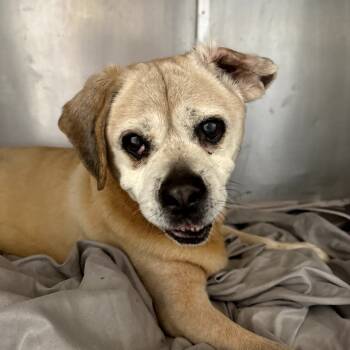 Rescue Beagle Dogs for Adoption in Northbrook, Illinois - Tommy | PetCurious