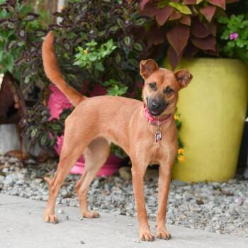 Aria -  Carolina Dog Dog for Adoption in Wake Forest, North Carolina - Aria | PetCurious