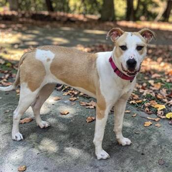 Pit Bull Terrier Dogs Available for Adoption in Houston, Texas - Tisha | PetCurious