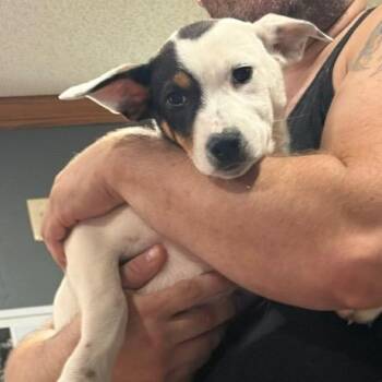 Wrangler -  Mixed Breed Dog for Adoption in Rochester, Minnesota - Wrangler | PetCurious