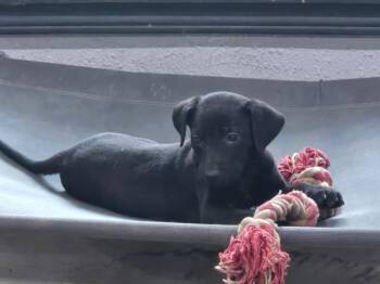 Betty -  Black Labrador Retriever and Great Pyrenees Dog for Adoption in Corsicana, Texas - Betty | PetCurious