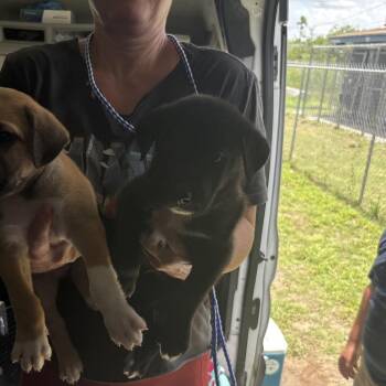 Piper -  Mixed Breed Dog for Adoption in Austin, Texas - Piper | PetCurious