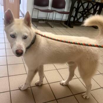 Axe -  Husky Dog for Adoption in Kansas City, Kansas - Axe | PetCurious
