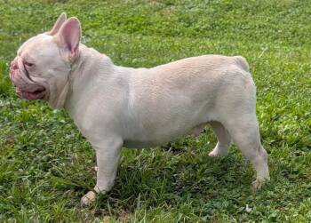 Netflix -  French Bulldog Dog for Adoption in Fort Myers, Florida - Netflix | PetCurious