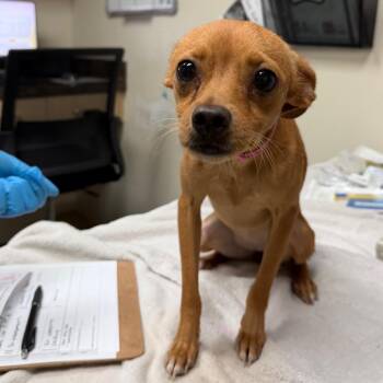 Vivian -  Chihuahua Dog for Adoption in Lakeland, Florida - Vivian | PetCurious