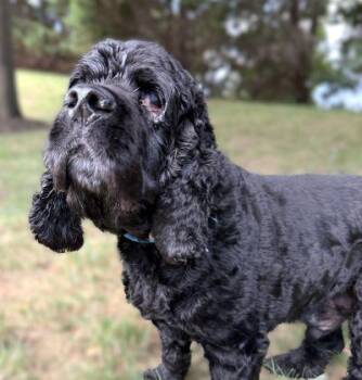 Spike -  Cocker Spaniel Dog for Adoption in Arlington, Virginia - Spike | PetCurious