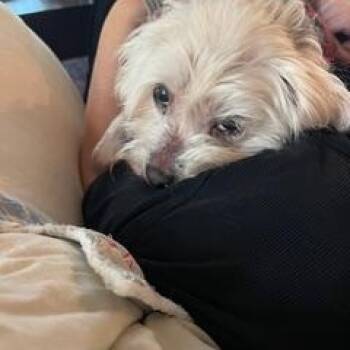 Shih Tzu Dogs Available for Adoption in Bradenton, Florida - Frosty | PetCurious