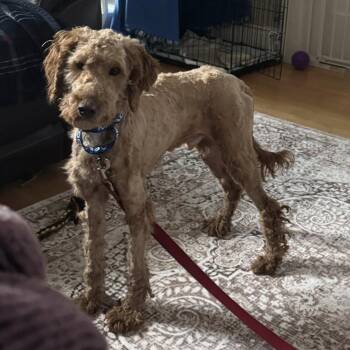 Poodle Dogs Available for Adoption - Norman | PetCurious