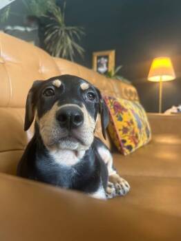 Ryan -  Australian Cattle Dog Blue Heeler Dog Available for Adoption in Colorado Springs, Colorado - Ryan | PetCurious