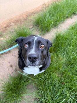 Chloe -  Australian Shepherd and Mixed Breed Dog for Adoption in Hillsboro, Ohio - Chloe | PetCurious