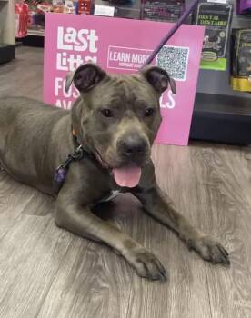 Storm -  American Bully Dog for Adoption in Clarksburg, Ontario - Storm | PetCurious