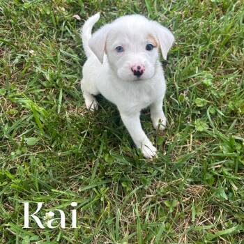 Kai -  Mixed Breed Dog for Adoption in Spring Hill, Tennessee - Kai | PetCurious
