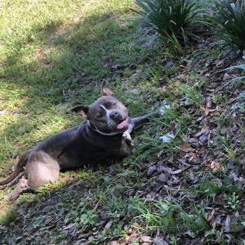 Marge -  Terrier and Mixed Breed Dog for Adoption in Gainesville, Florida - Marge | PetCurious