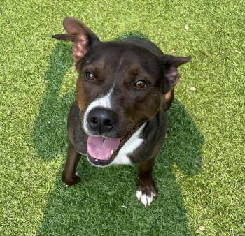 Rescue Labrador Retriever and Pit Bull Terrier Dogs for Adoption in Gardner, Massachusetts - ARIES | PetCurious