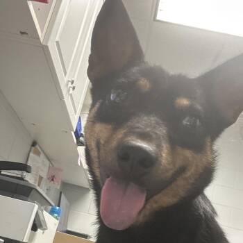 Terrier and Mixed Breed Dogs Available for Adoption in Greenville, South Carolina - Sweet Baby | PetCurious
