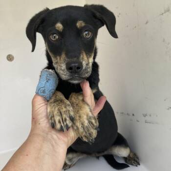 Black Mouth Cur Dogs Available for Adoption in Beaumont, Texas - Leslie | PetCurious