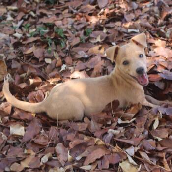 Jellybean -  Chihuahua and Mixed Breed Dog for Adoption in Jacksonville, Florida - Jellybean | PetCurious