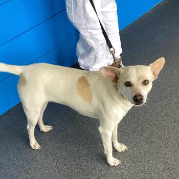 Jack Russell Terrier and Mixed Breed Dogs Available for Adoption in Montgomery, Alabama - Asia | PetCurious