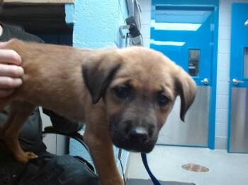 German Shepherd Dog and Mixed Breed Dogs Available for Adoption in Albuquerque, New Mexico - BOBBA | PetCurious