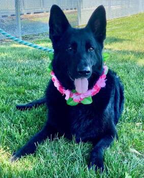 German Shepherd Dog Dogs Available for Adoption in Colusa, California - Dana | PetCurious