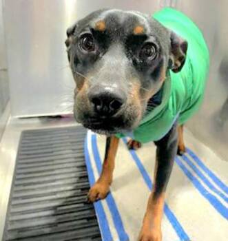 Rottweiler Dogs Available for Adoption - Bugs | PetCurious