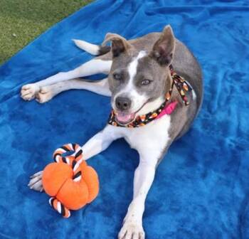 Rescue Mixed Breed Dogs for Adoption in Athens, Georgia - Jessie | PetCurious