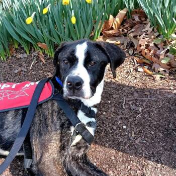Mixed Breed Dogs Available for Adoption in Dover, New Hampshire - Davis | PetCurious