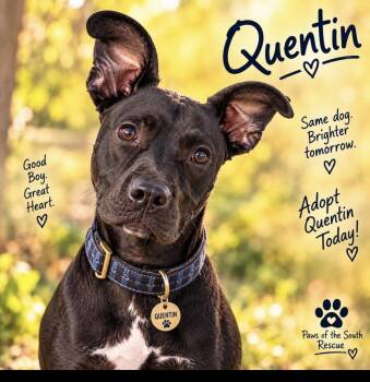 Quentin -  Pit Bull Terrier Dog for Adoption in Cumming, Georgia - Quentin | PetCurious