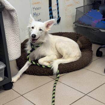 Angel -  Border Collie Dog for Adoption in Philadelphia, Pennsylvania - Angel | PetCurious