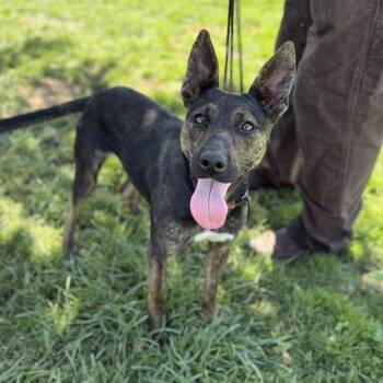 FATIMA NAVARRETE -  German Shepherd Dog and Mixed Breed Dog for Adoption in Modesto, California - FATIMA NAVARRETE | PetCurious