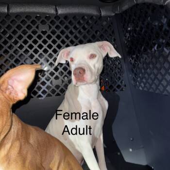 Rescue Pit Bull Terrier Dogs for Adoption in West Plains, Missouri - 25-001483B_2 | PetCurious