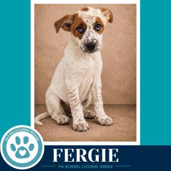 Fergie (Speckled Six) 082226 -  Cattle Dog Dog for Adoption in Kimberton, Pennsylvania - Fergie (Speckled Six) 082226 | PetCurious